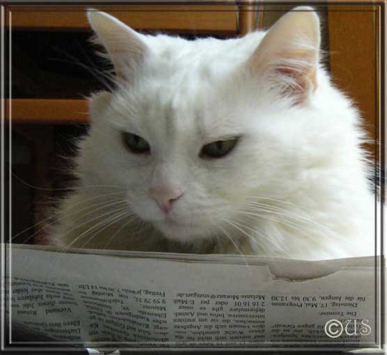 Katz muss sich wundern, was es Neues zu lesen gibt - tstststs ...